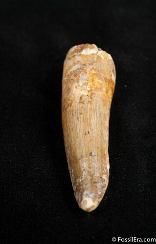 / Inch Spinosaurus Tooth (Composite Tip) #1511